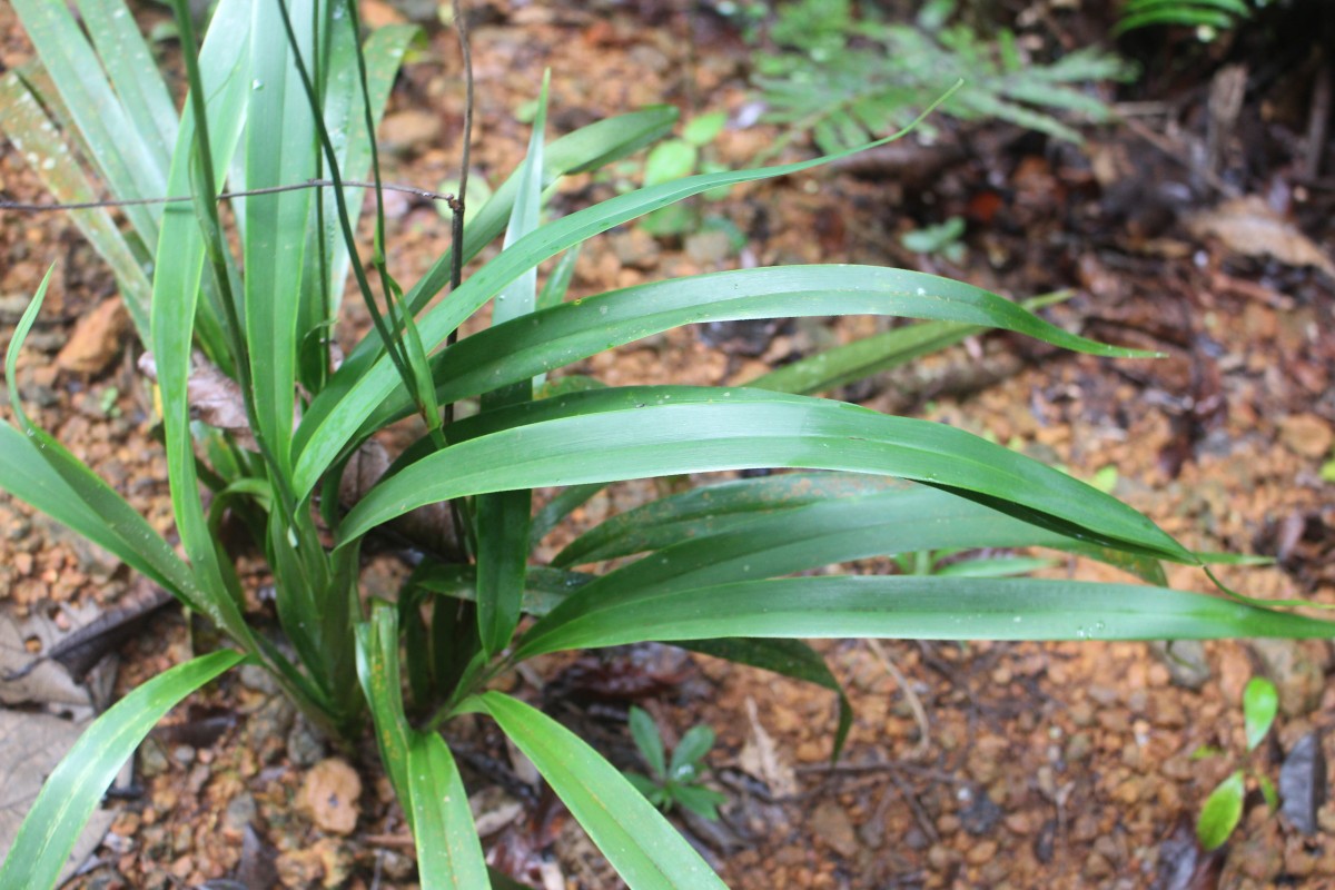 Asphodelaceae